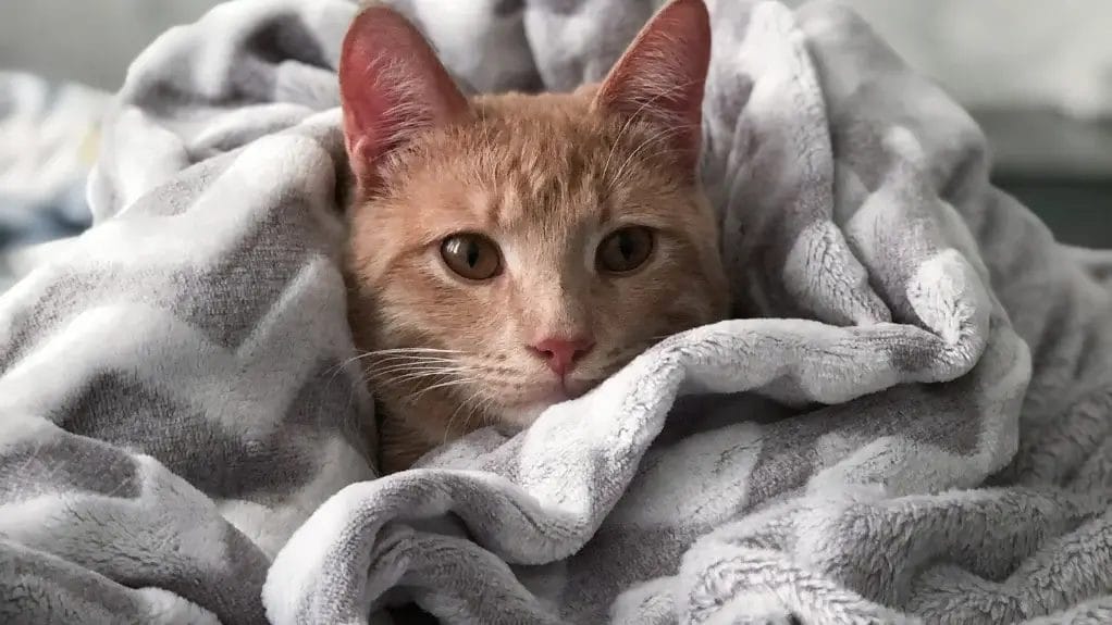 C'est quoi le tissu minky